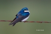 One;Swallow;Tachycineta-bicolor;Tree-Swallow;avifauna;bird;birds;color-image;col